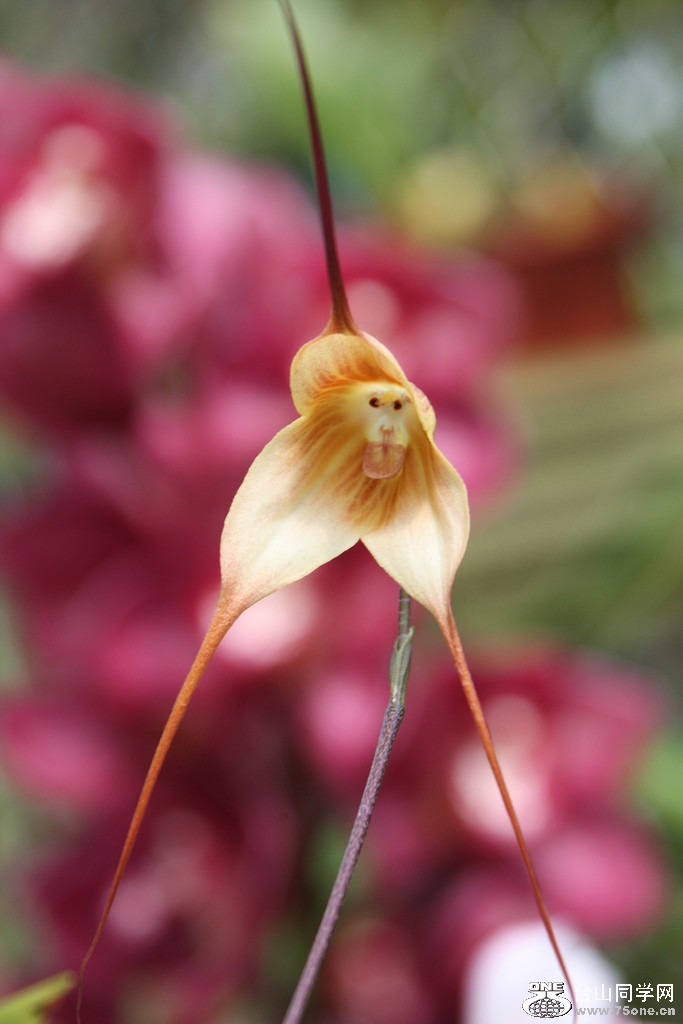 monkey orchid 1.jpg