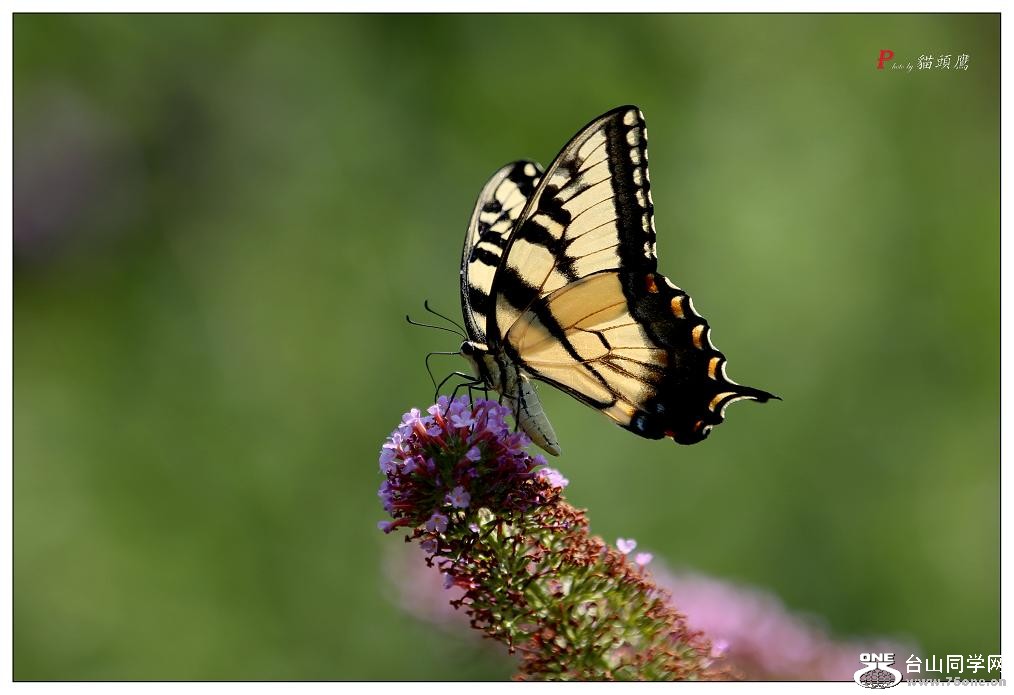 }u -5d3ԇC 272-a.jpg