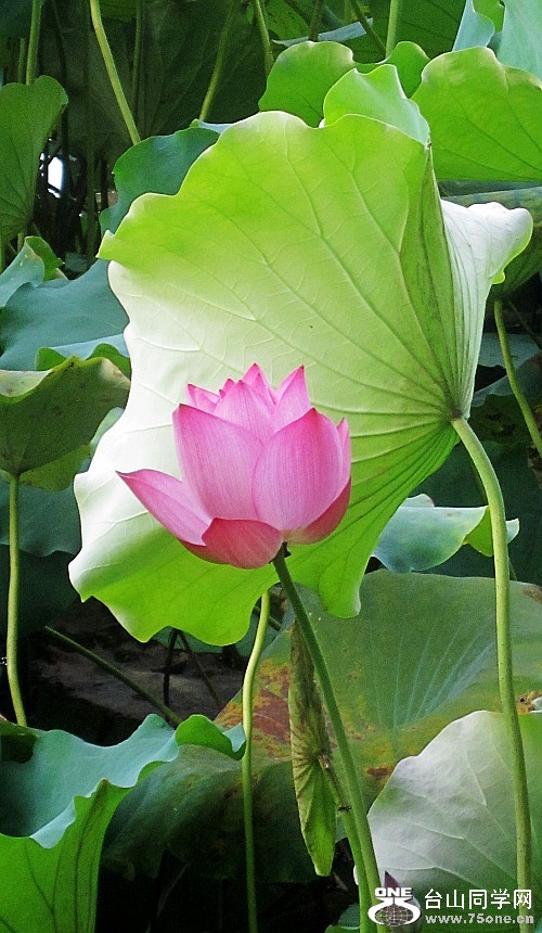 ĺɡʨ12.7.15 030_conew2.jpg