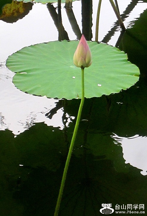 ĺɡʨ12.7.15 057_conew2.jpg