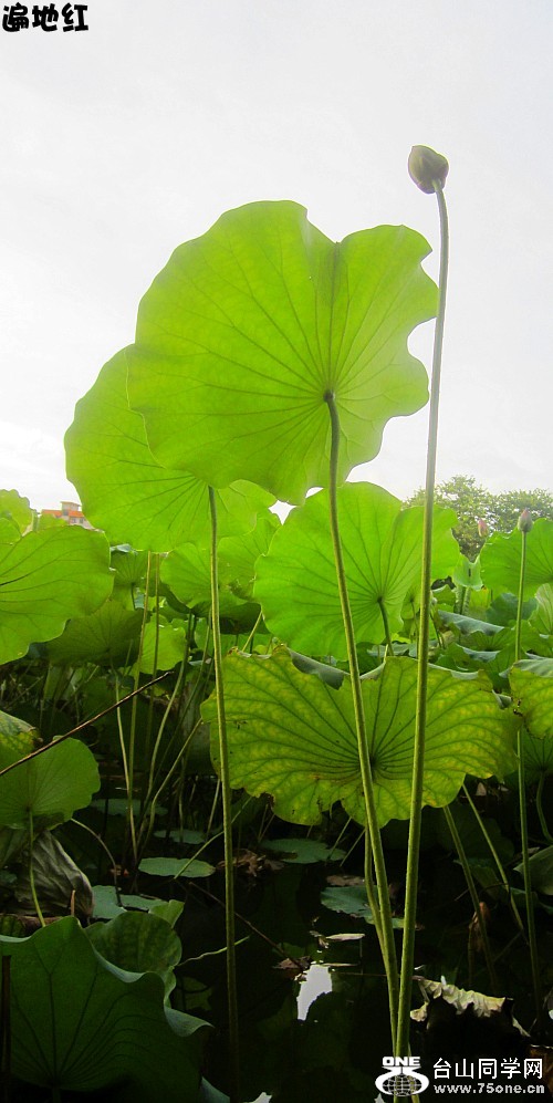 ĺɡʨ12.7.15 023_conew3.jpg