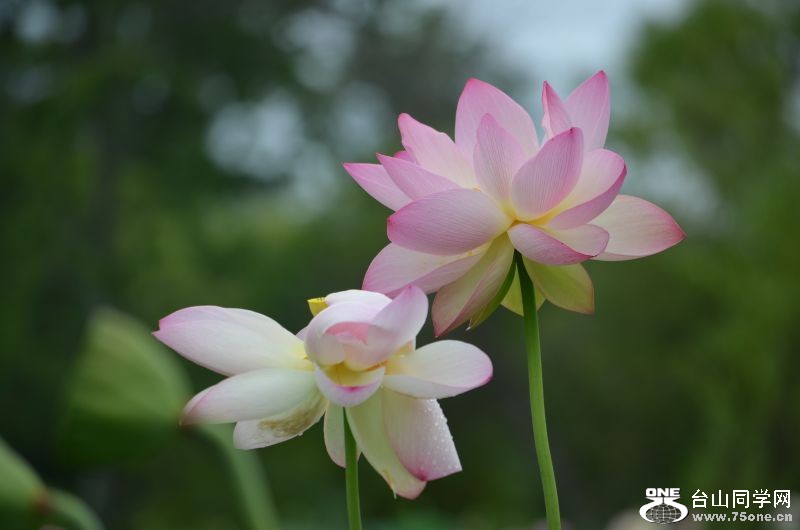 6-21-2012 Flowers 071.jpg