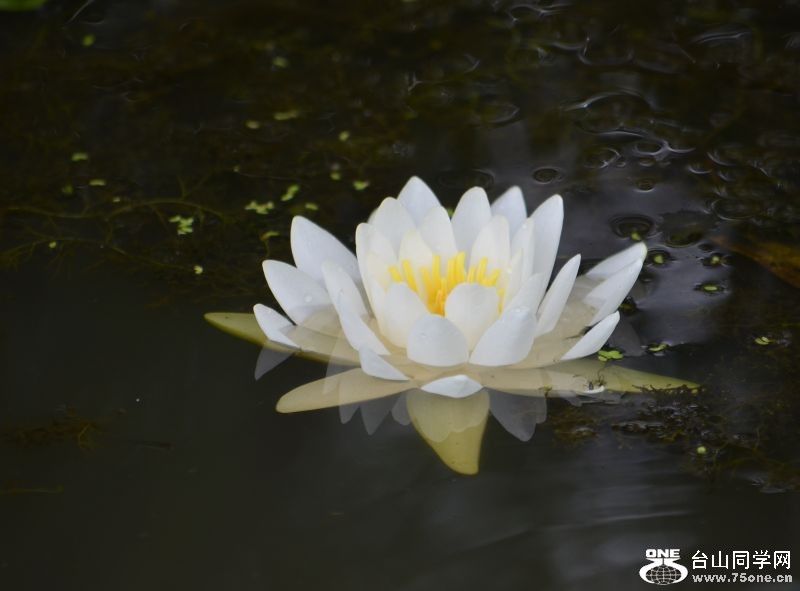 6-21-2012 Flowers 091.jpg