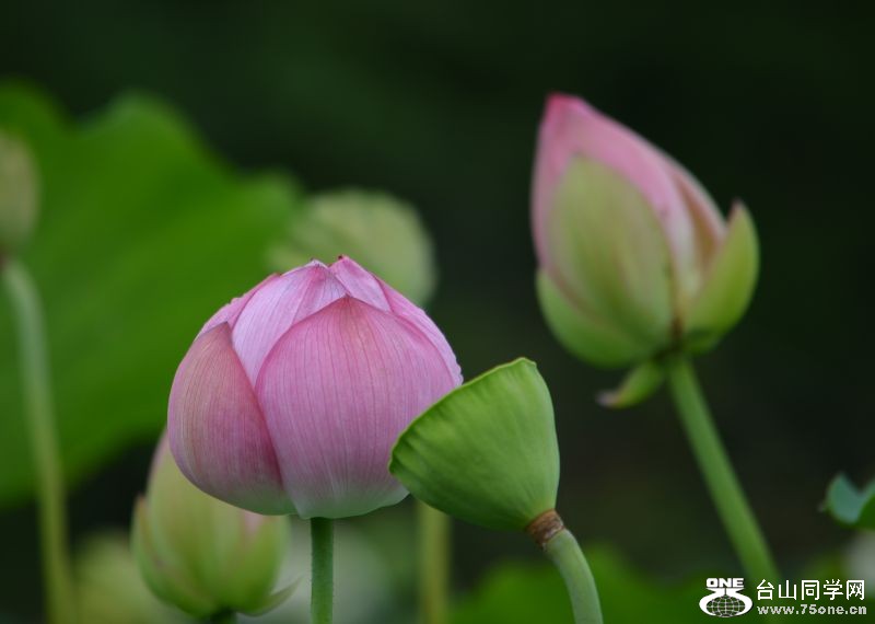 6-21-2012 Flowers 046.jpg