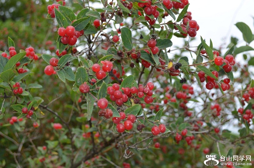 DSC_1300.JPG