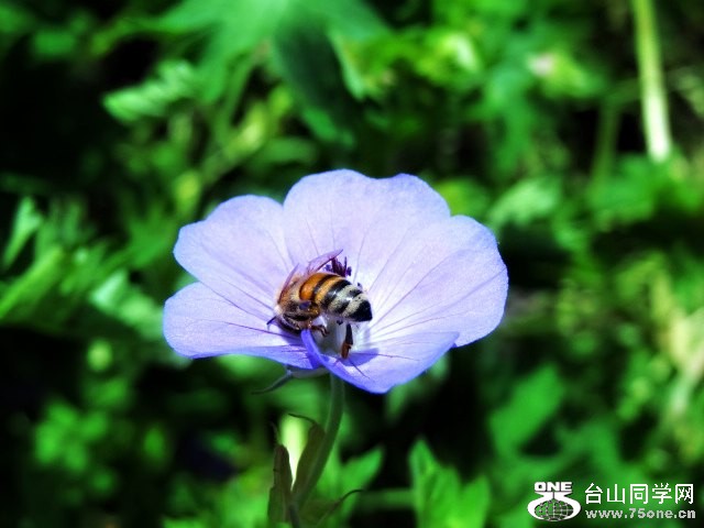 Royal Botanical Garden 57.jpg