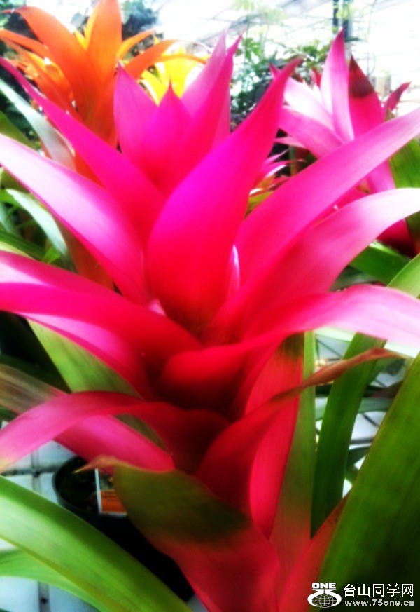 Royal Botanical Garder 56.jpg