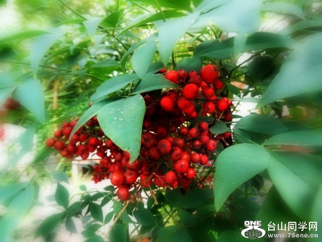 Royal Botanical Garden 58.jpg
