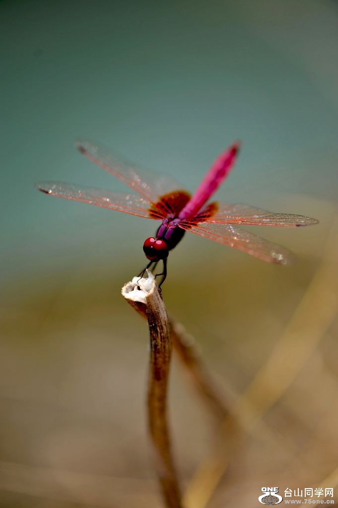 DSC_6346.jpg