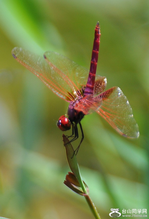DSC_1869.JPG