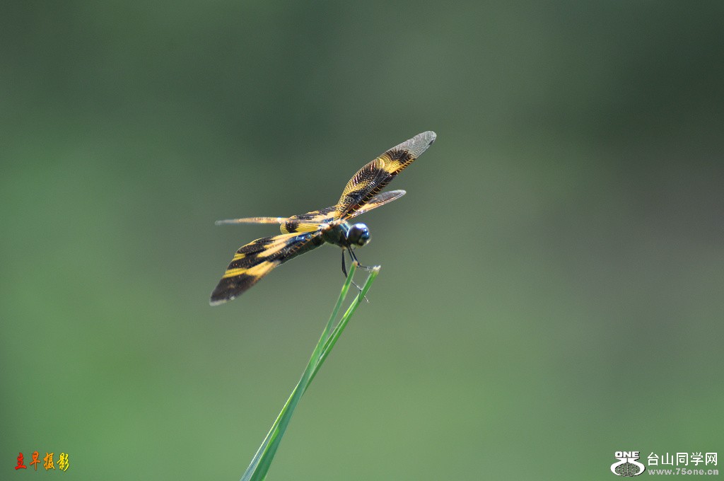 DSC_1617.JPG
