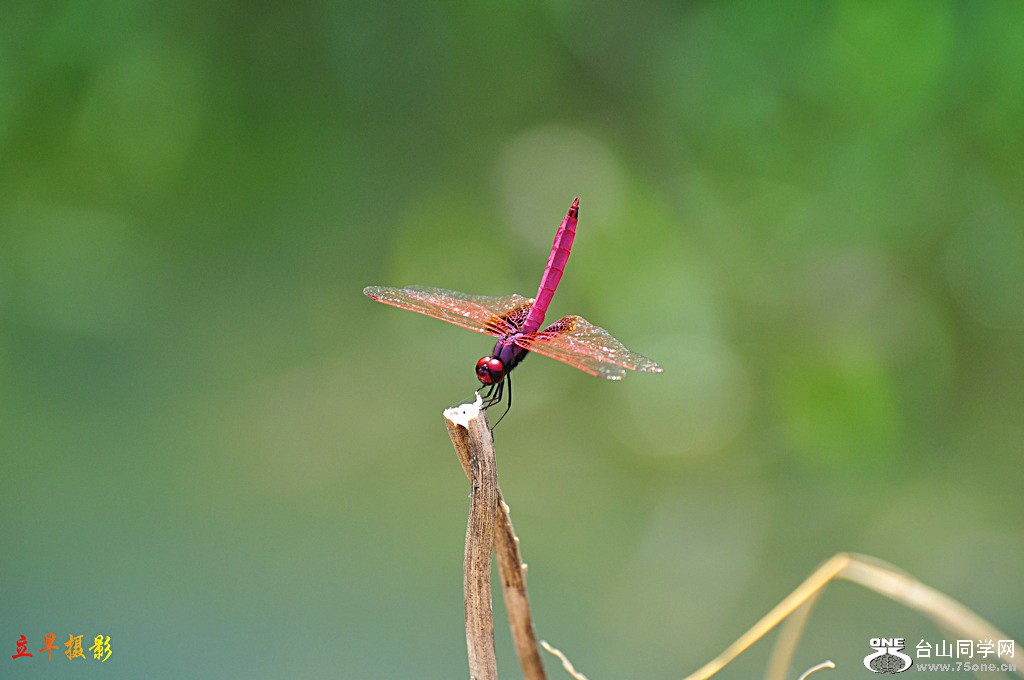 DSC_2113.JPG