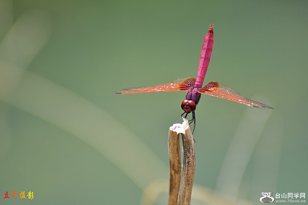 DSC_2111.JPG