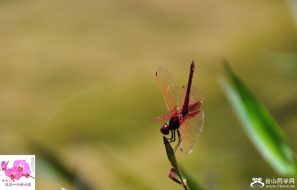 DSC_2583.jpg