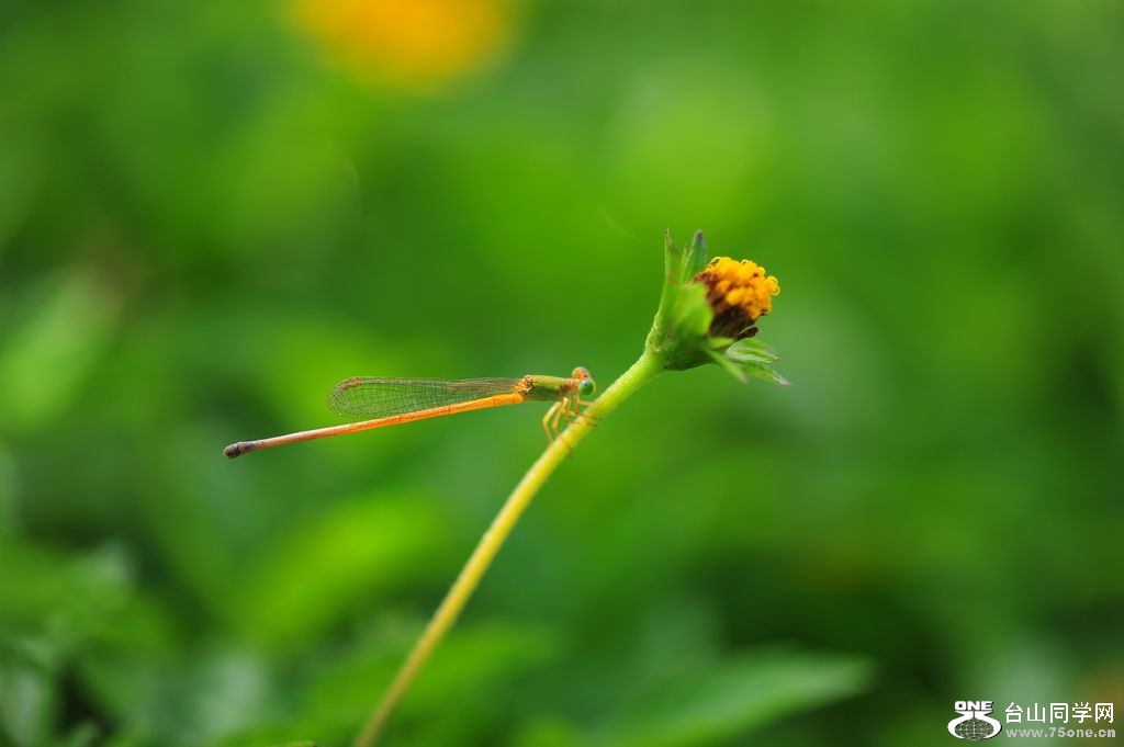 DSC_4642.jpg