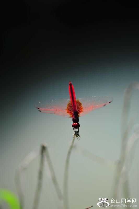 DSC_4768.jpg