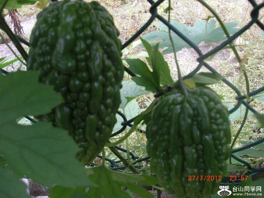 CIMG9490.JPG