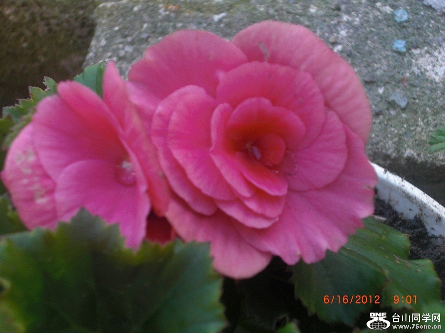 CIMG9016.JPG
