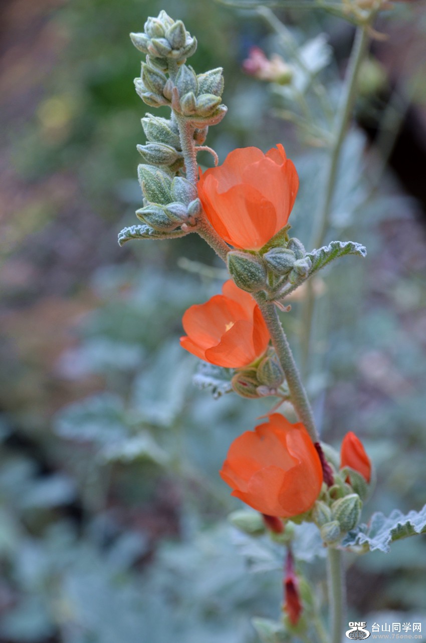 DSC_0348_015.jpg