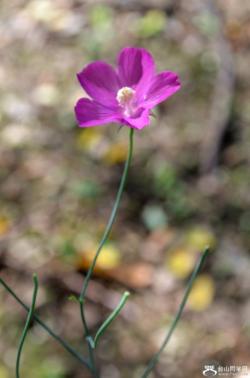 DSC_0321_07.jpg