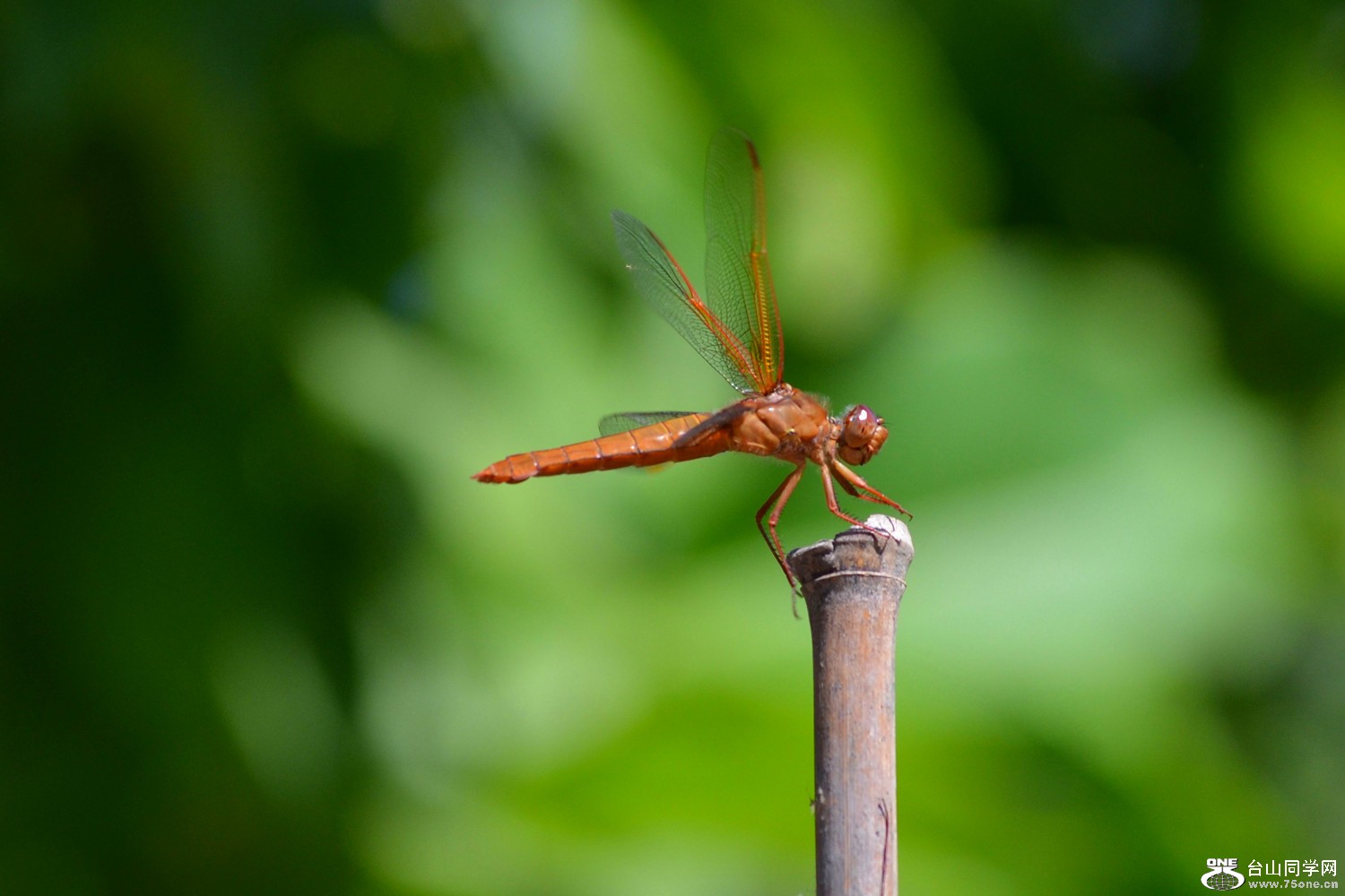 dsc_0608_51.jpg