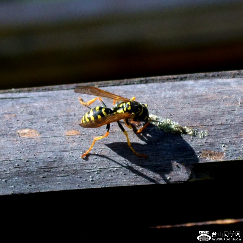 dsc_0048_9.jpg