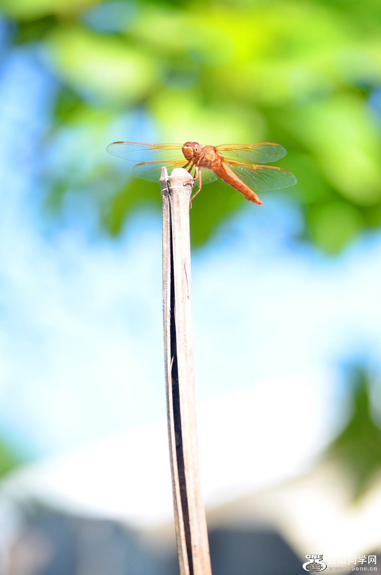 dsc_0485_27.jpg