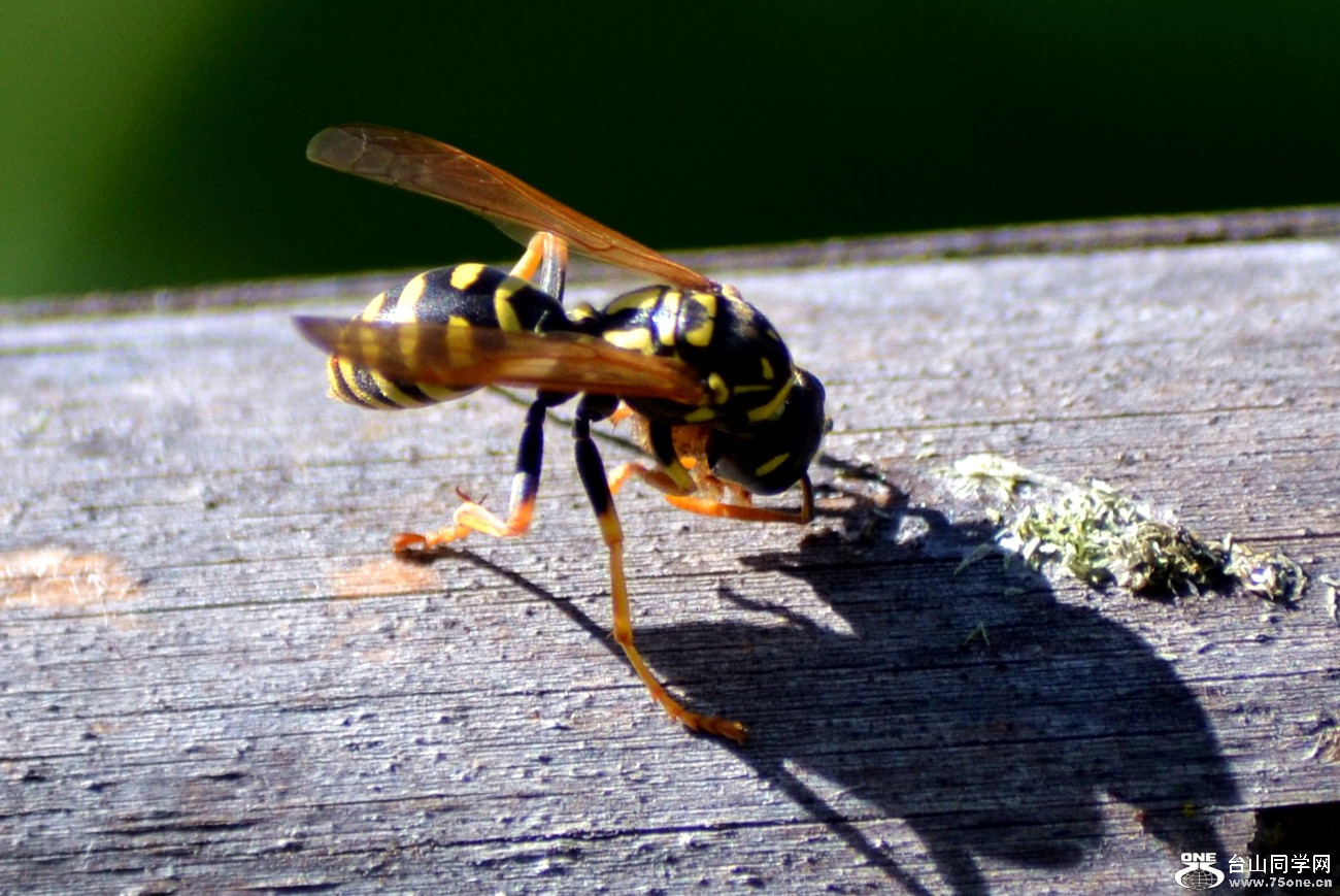 dsc_0082_23.jpg