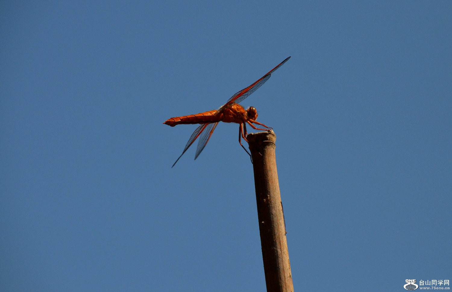dsc_0619_5.jpg