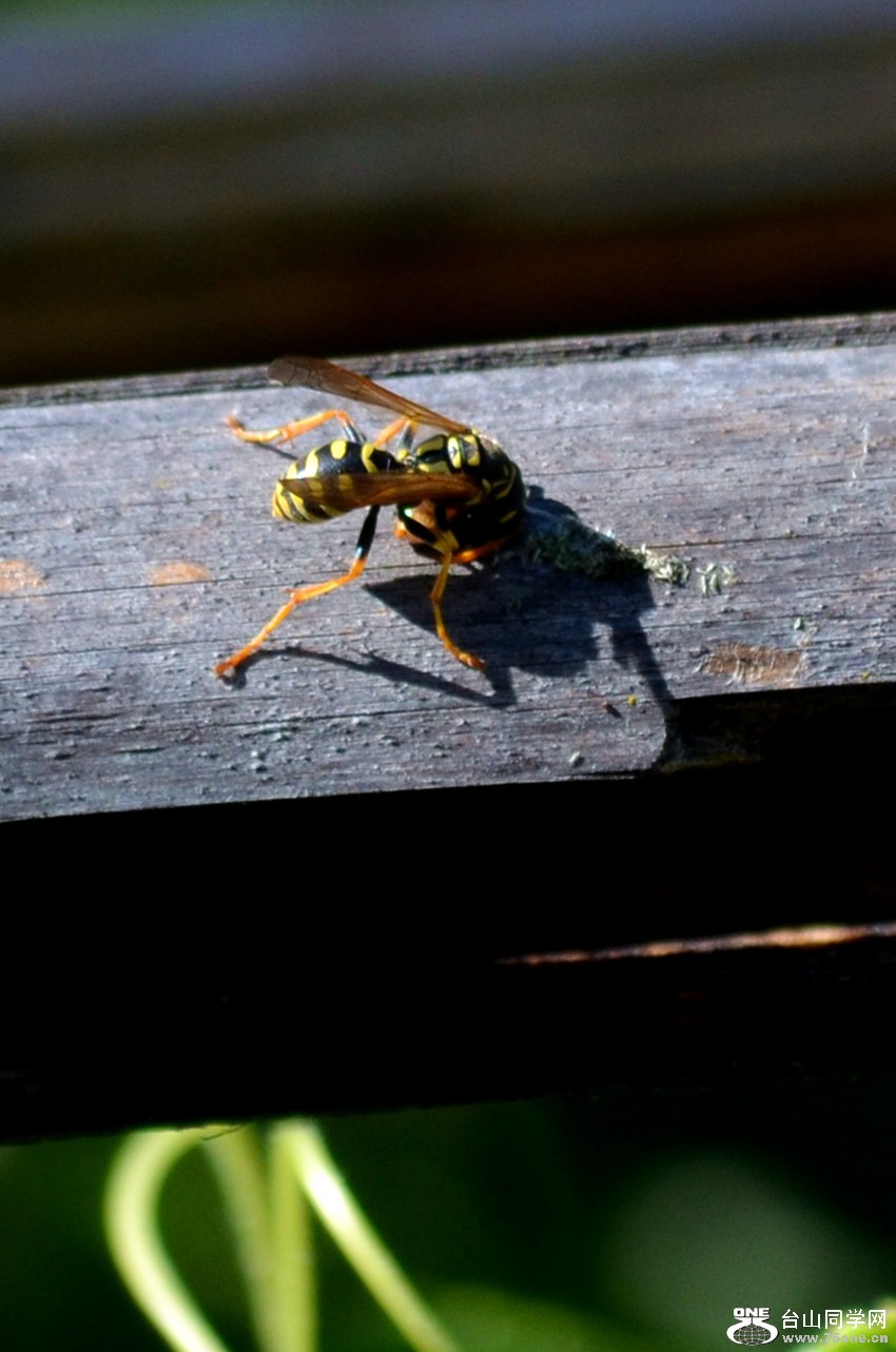 dsc_0044_6.jpg