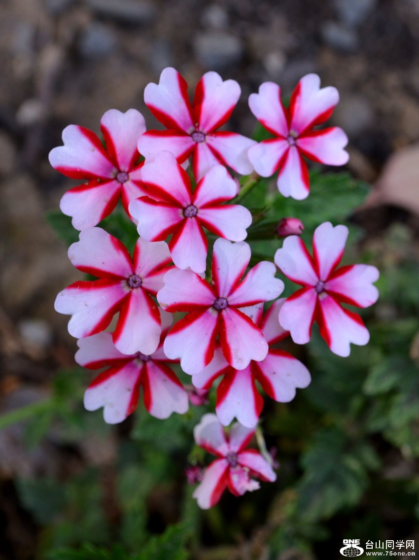 DSC_0233_08.jpg
