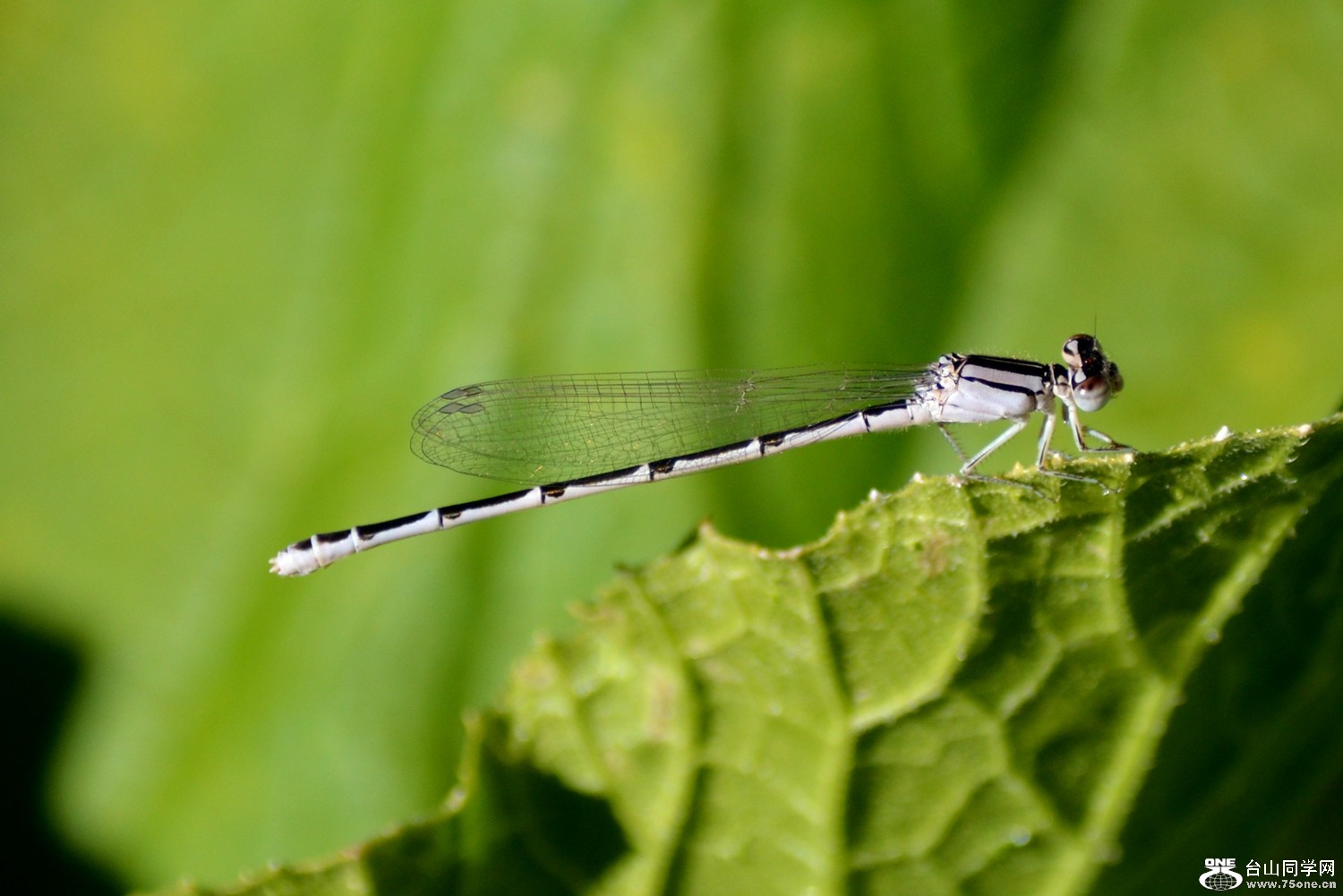 dsc_0116_1.jpg