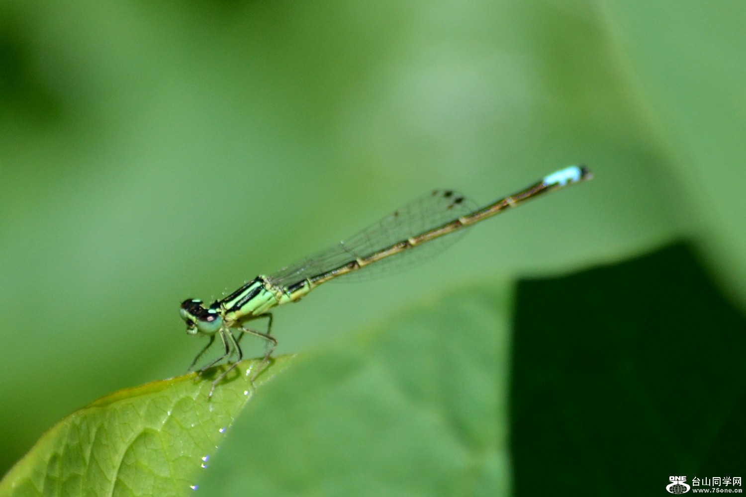 dsc_0035.jpg