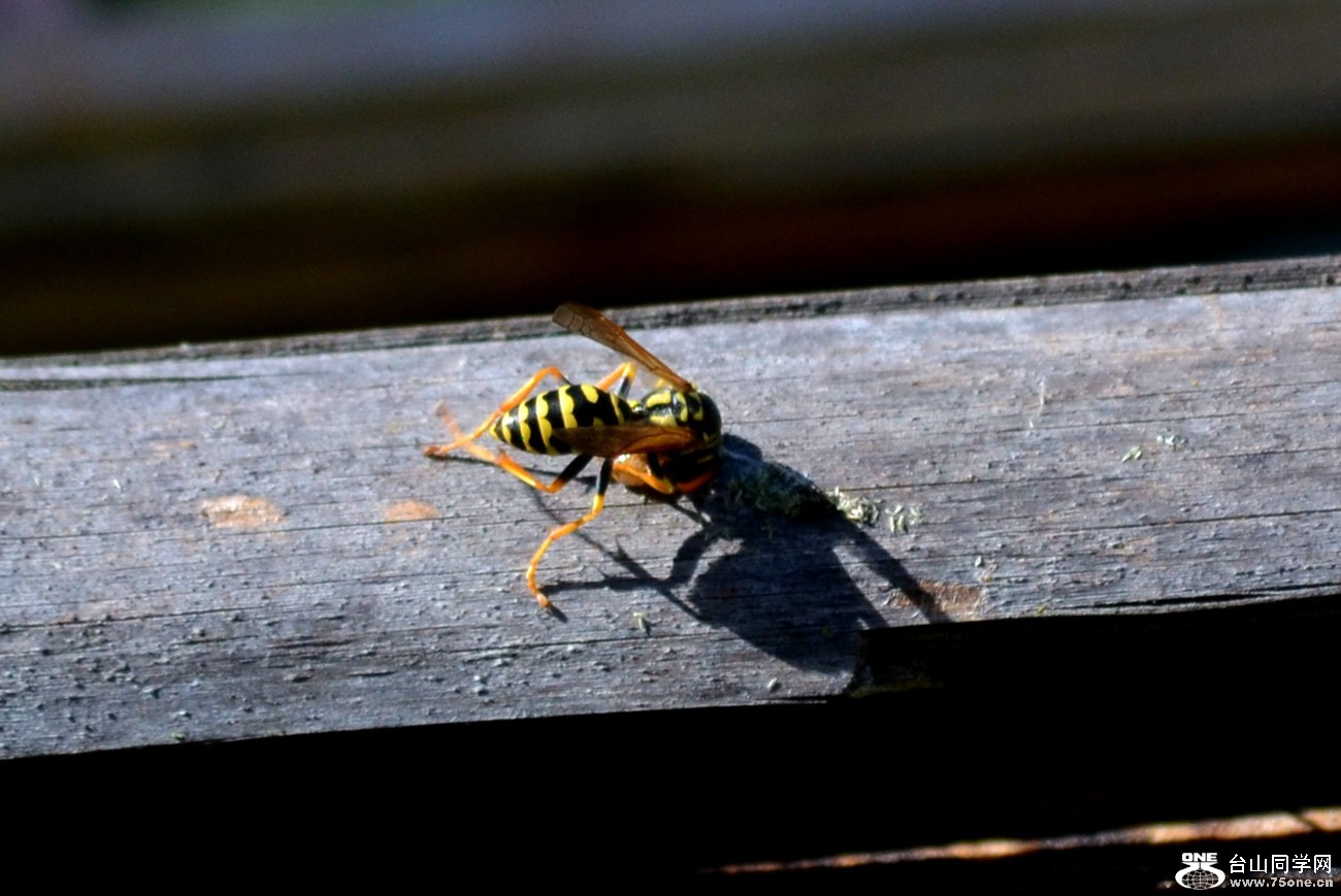 dsc_0040_4.jpg
