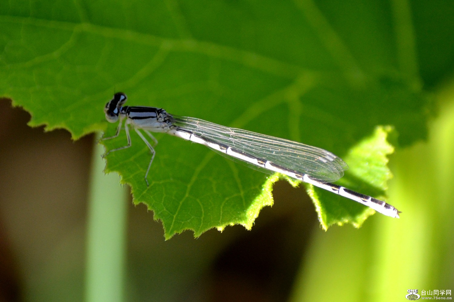 dsc_0106.jpg