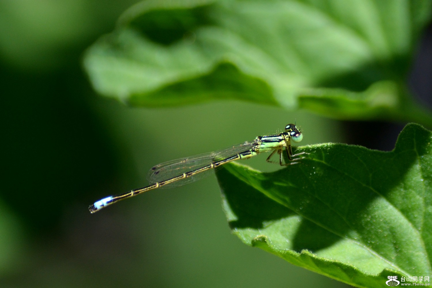 dsc_0008.jpg