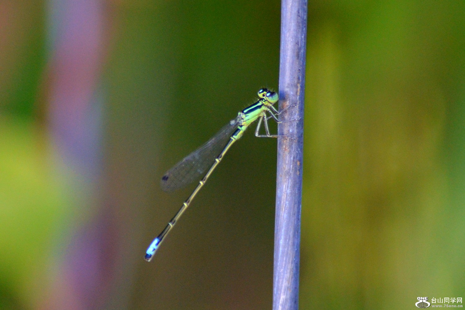 dsc_0069.jpg