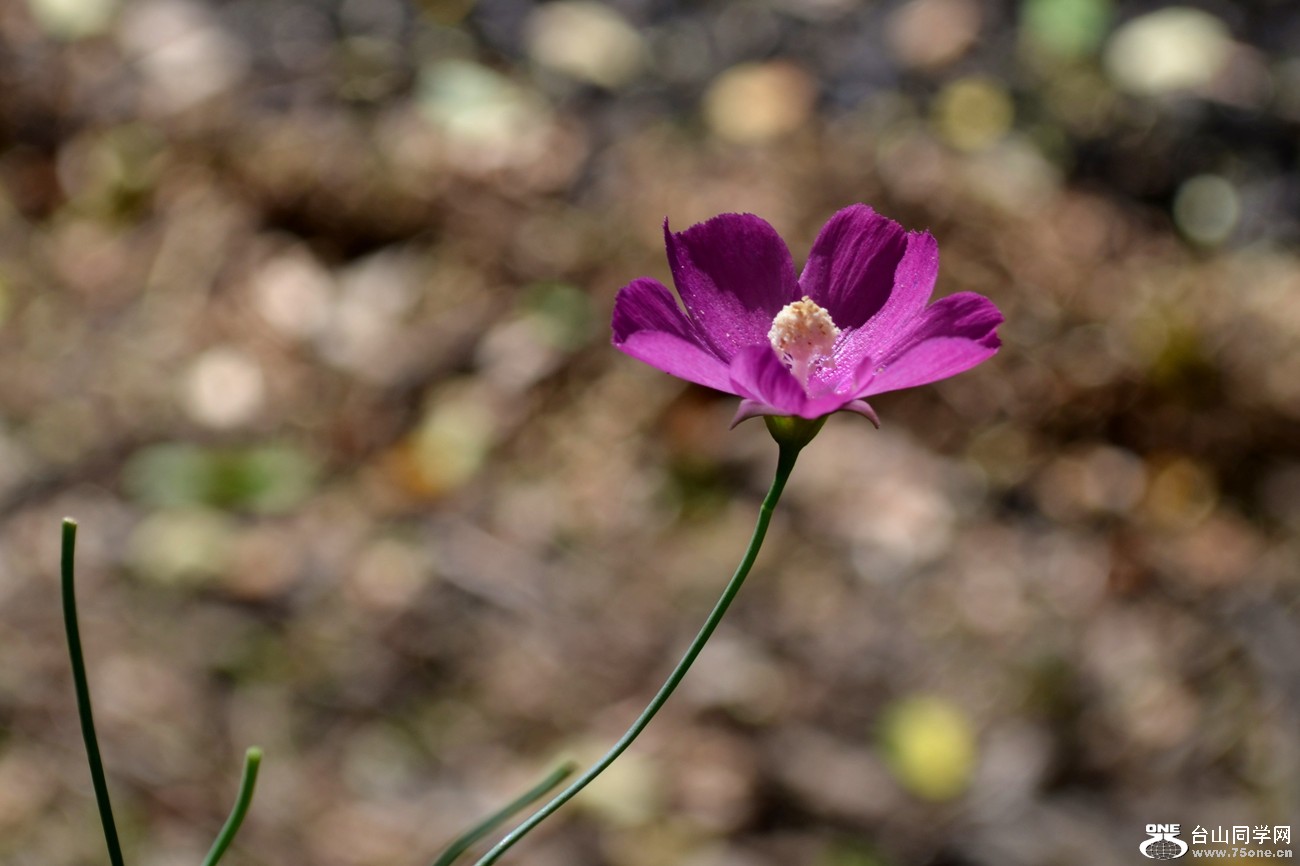 DSC_0315_009.jpg