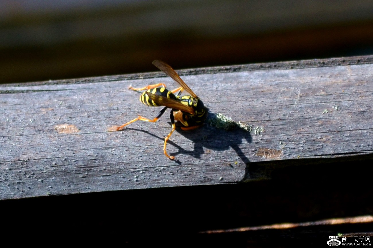 dsc_0043_6.jpg