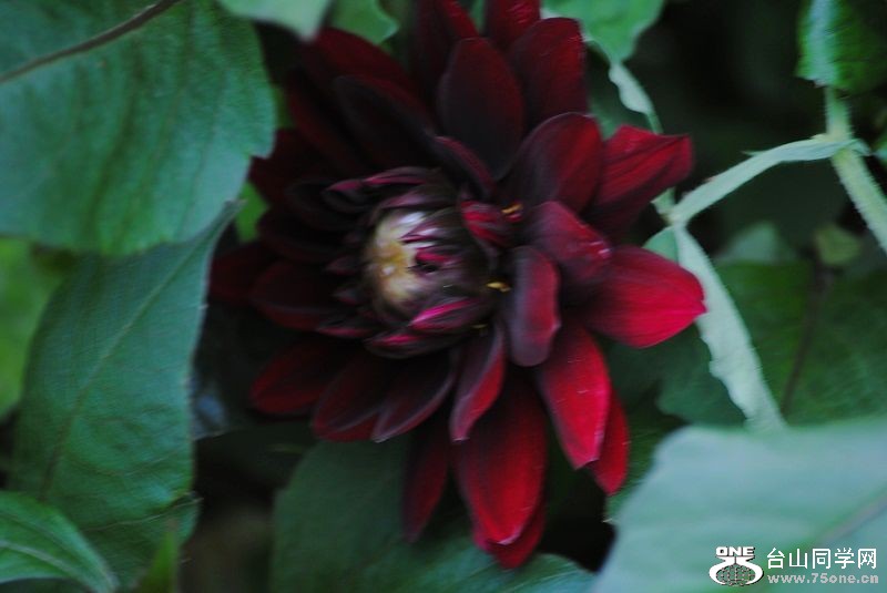 DSC_4997.JPG
