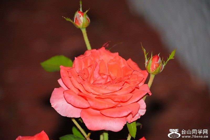 DSC_5091.JPG
