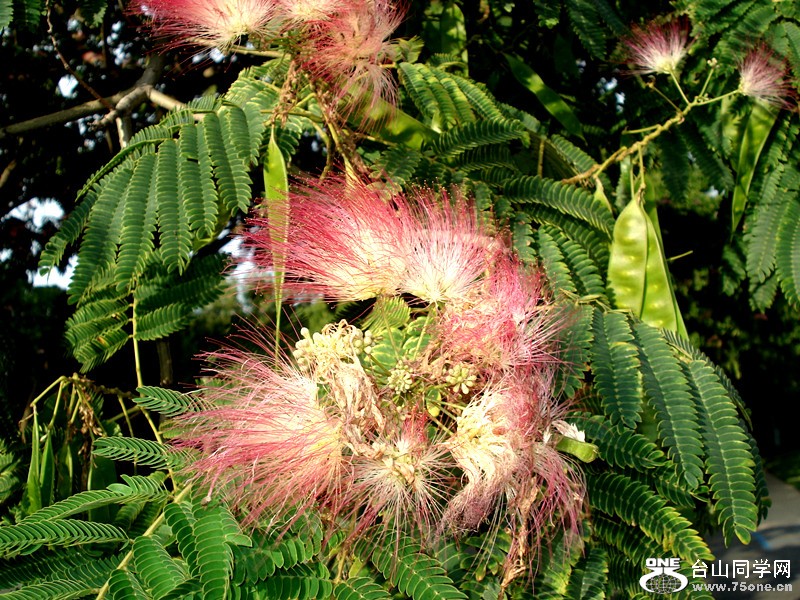 Ŧݸѷ̲&nbsp;&nbsp;8.7.2012 076_.jpg