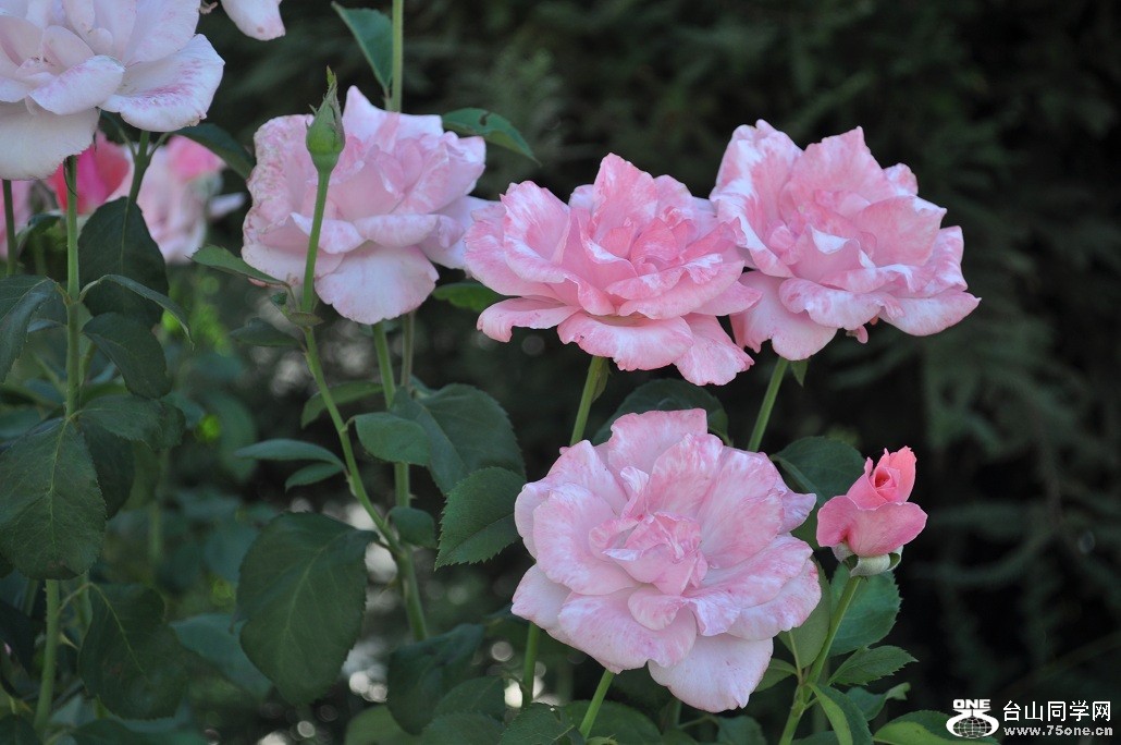 DSC_0682.JPG