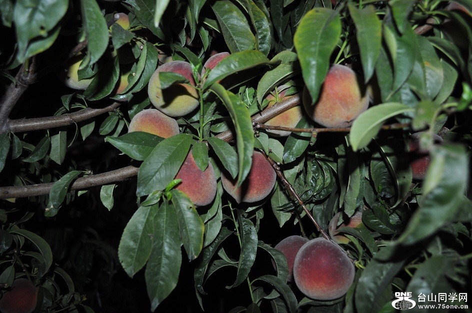 DSC_0621.JPG