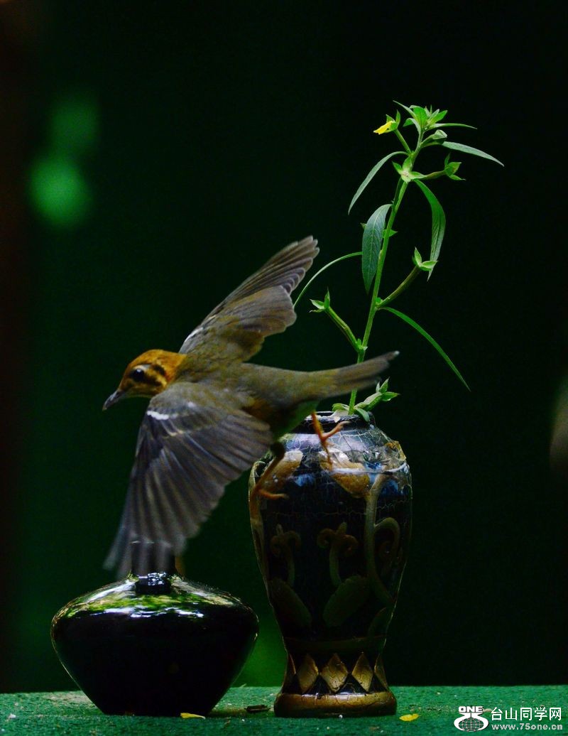 DSC_5938.JPG