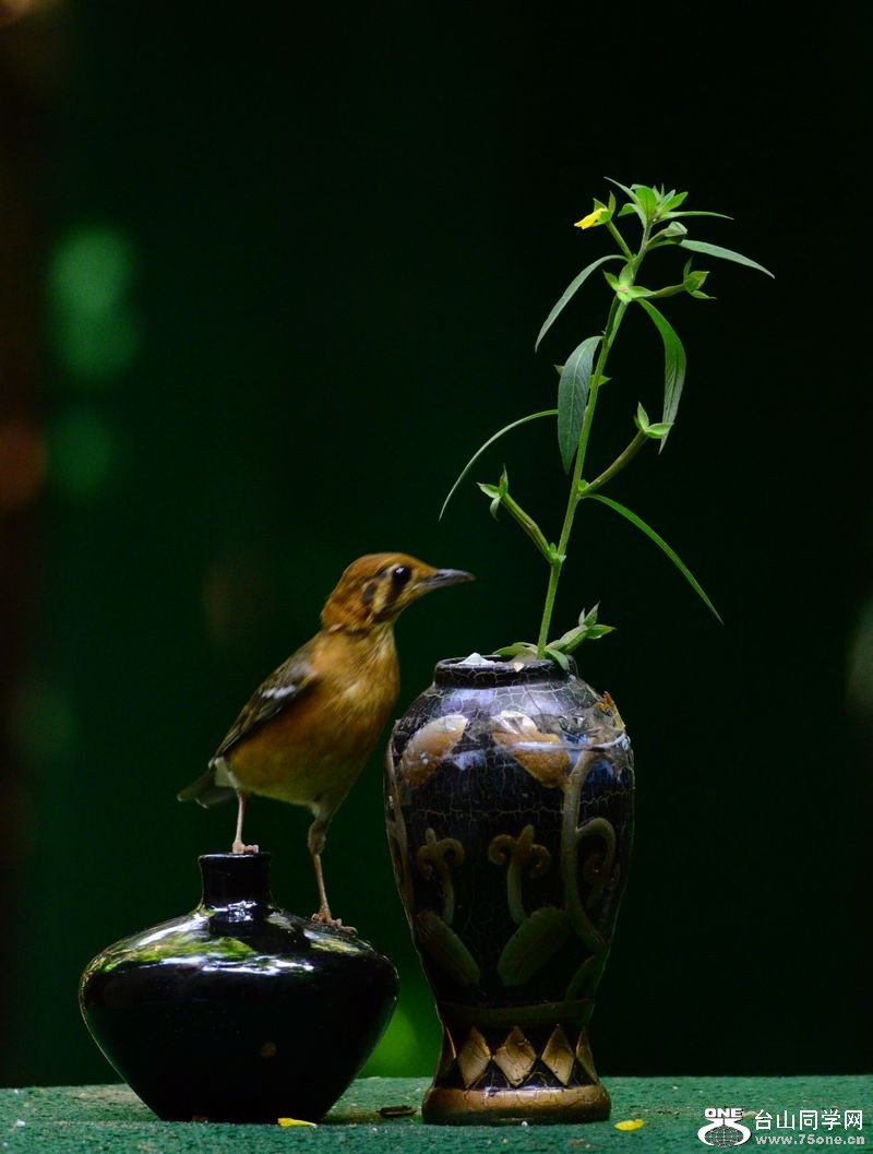 DSC_5774.JPG