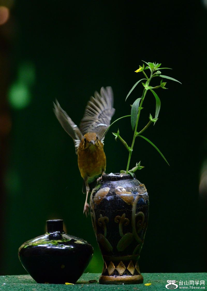 DSC_5913.JPG