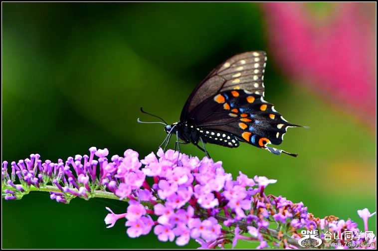 DSC_4012.jpg