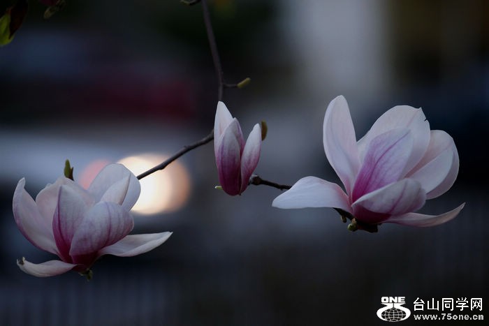 _mg_4867_����.jpg