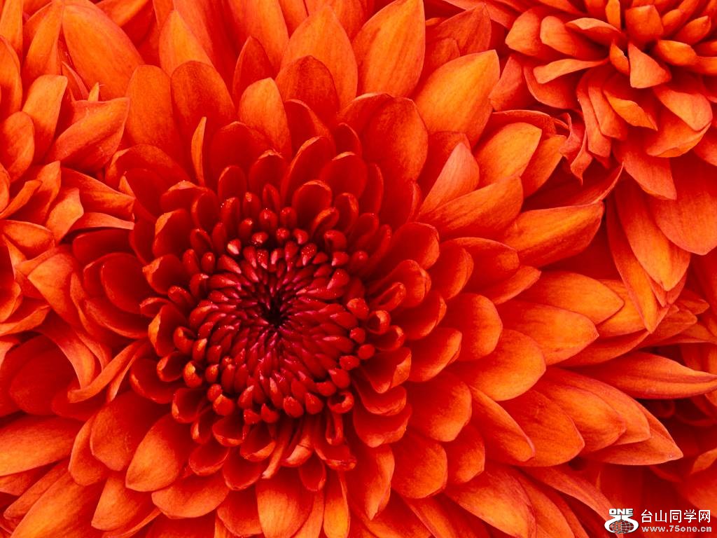 Chrysanthemum.jpg